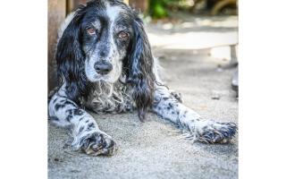 Pet photography by Sarah Haskell